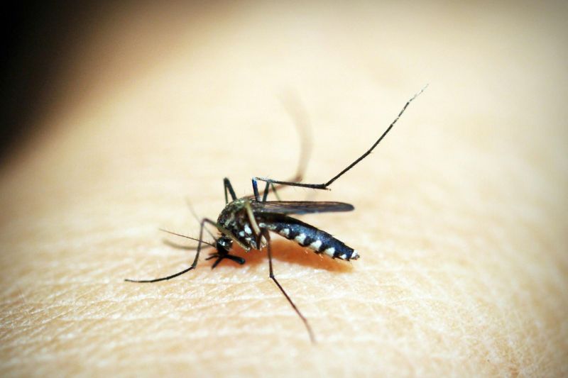Gigitan Nyamuk Wolbachia Sama Seperti Nyamuk Biasa, Apakah Berbahaya?