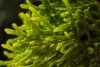Miliki Kandungan Baik, Ketahui Apa Saja Manfaat Konsumsi Rumput Laut (ilustrasi: Freepik)